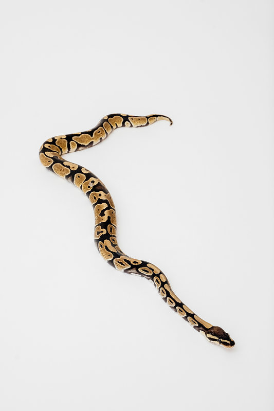 Snake Princess - Verena Brüning Fotografie
